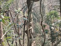 -青龙山国家森林公园
