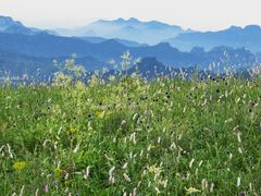 -白草畔自然风景区