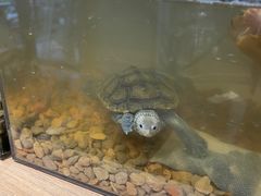 -酷以爬仙阁实体爬宠店·守宫·蜥蜴·专业繁育