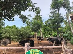 -海南热带野生动植物园
