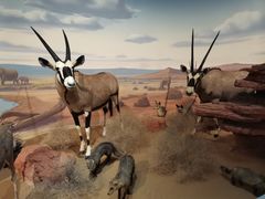 -陕西自然博物馆