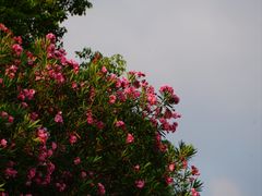 -月湖风景区