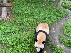 -卧龙中华大熊猫苑神树坪基地