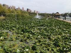 -前关湿地公园
