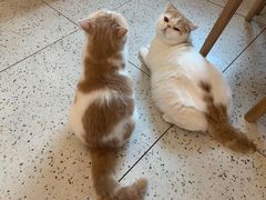-滚猫咖啡·猫咖·猫友好撸猫(未来城店)