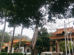 -深圳仙湖植物园