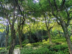 -铁山坪森林公园