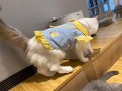 -啵啵喵·猫咖(攀华国际店)