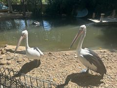 -费瑟代尔野生动物园