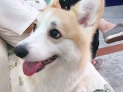 -全心全意连锁动物医院(石景山店)