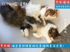 -More Fun猫咖 二十只万元加菲主题