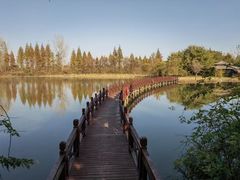 -泗洪洪泽湖湿地景区