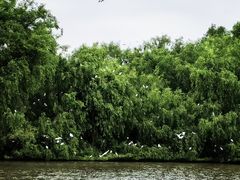 -大湾区中央湿地公园