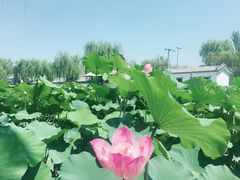 -白洋淀景区