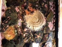 -西海国立公园九十九岛水族馆