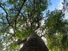 -海南热带雨林国家公园吊罗山景区