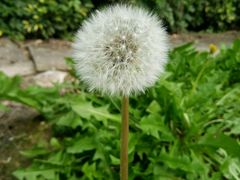-广西壮族自治区药用植物园