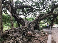 -小洲村
