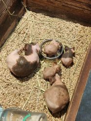 -酷嗒动物文化乐园(cutezoo西溪乐天城店)