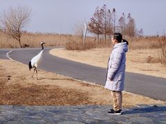 -盐城丹顶鹤湿地生态旅游区