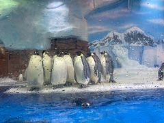 -海合安成都极地海洋公园