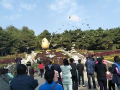 鸽子-沈阳植物园