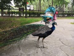 -北京麋鹿生态实验中心