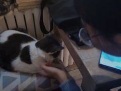 -海边的猫和咖啡馆
