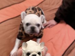 -红宝石·鲜奶小方·海派西点房(莘庄龙之梦店)