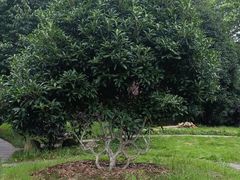 -武汉紫薇都市田园