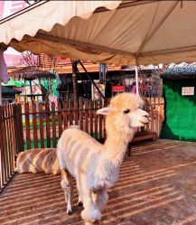 -萌宠亲子动物乐园(槐房万达店)