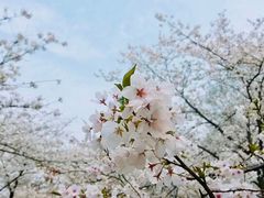 -武汉大学-樱园