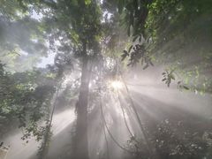 -西双版纳原始森林公园
