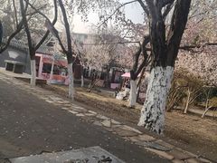 -桃花堤公园