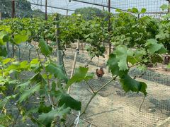 -马陆小张葡萄园农家乐