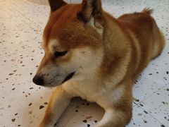 -喜柴咖啡·柴犬狗咖