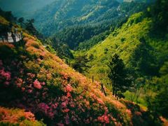 -木兰云雾山