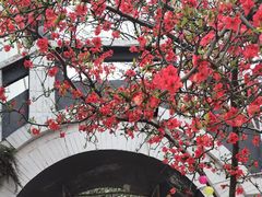 -桃源山庄·水蜜桃采摘·柴火鸡·烧烤团建(龙泉山店)