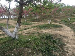 -秀丽东方