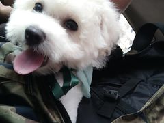 -BABYDOG宝贝狗宠物乐园(欧洲城店)