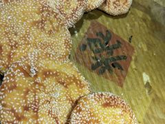 地瓜饼-闯关东东北农家菜(崂山石老人店)
