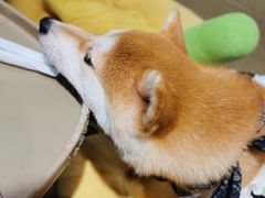 -逗柴咖啡屋·狗咖猫咖宠物桌游