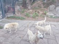 -深圳野生动物园
