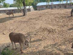 -石家庄市动物园