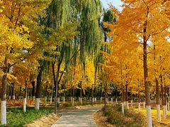 -大兴滨河森林公园