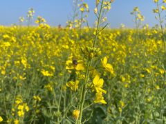 -光明小镇欢乐田园