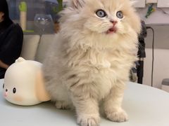 -lincat·猫舍(广州店)