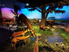 -国家自然博物馆