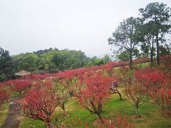-广州莲花山旅游区