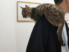 -伟伟宠物医院·瑞派猫友好医院·猫科(光谷店)